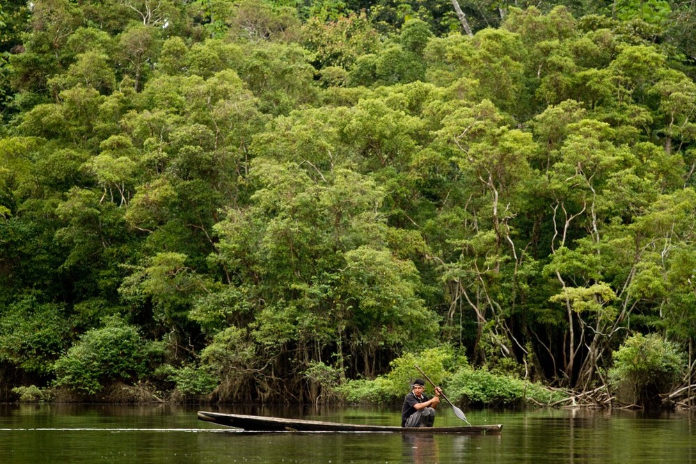La pérdida de selva tropical cayó un 36 % en 2025