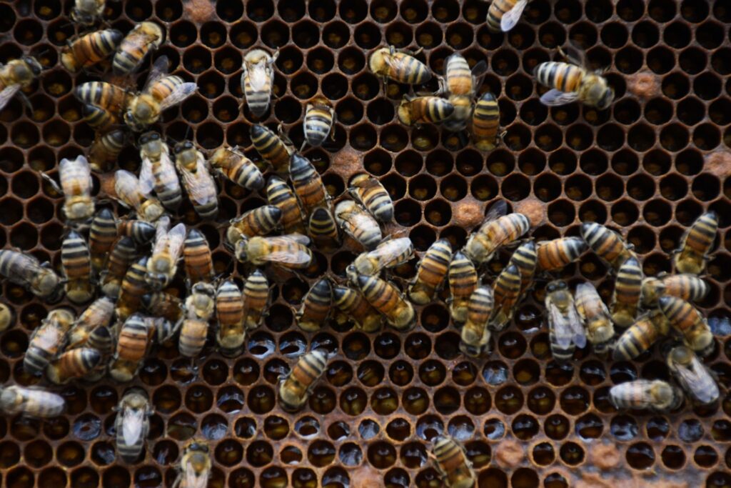 Lanzan campaña para proteger a las abejas de la varroasis, una de sus principales amenazas