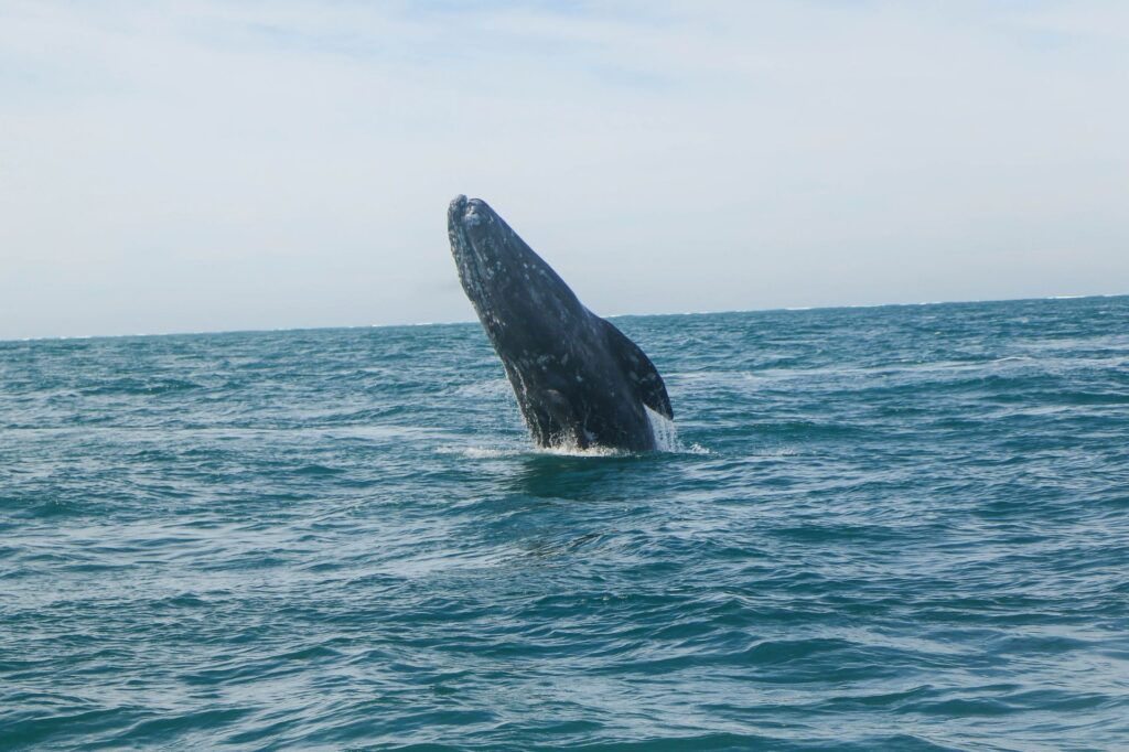 “Las ballenas van ganando”: frenan megabuques del Proyecto Saguaro