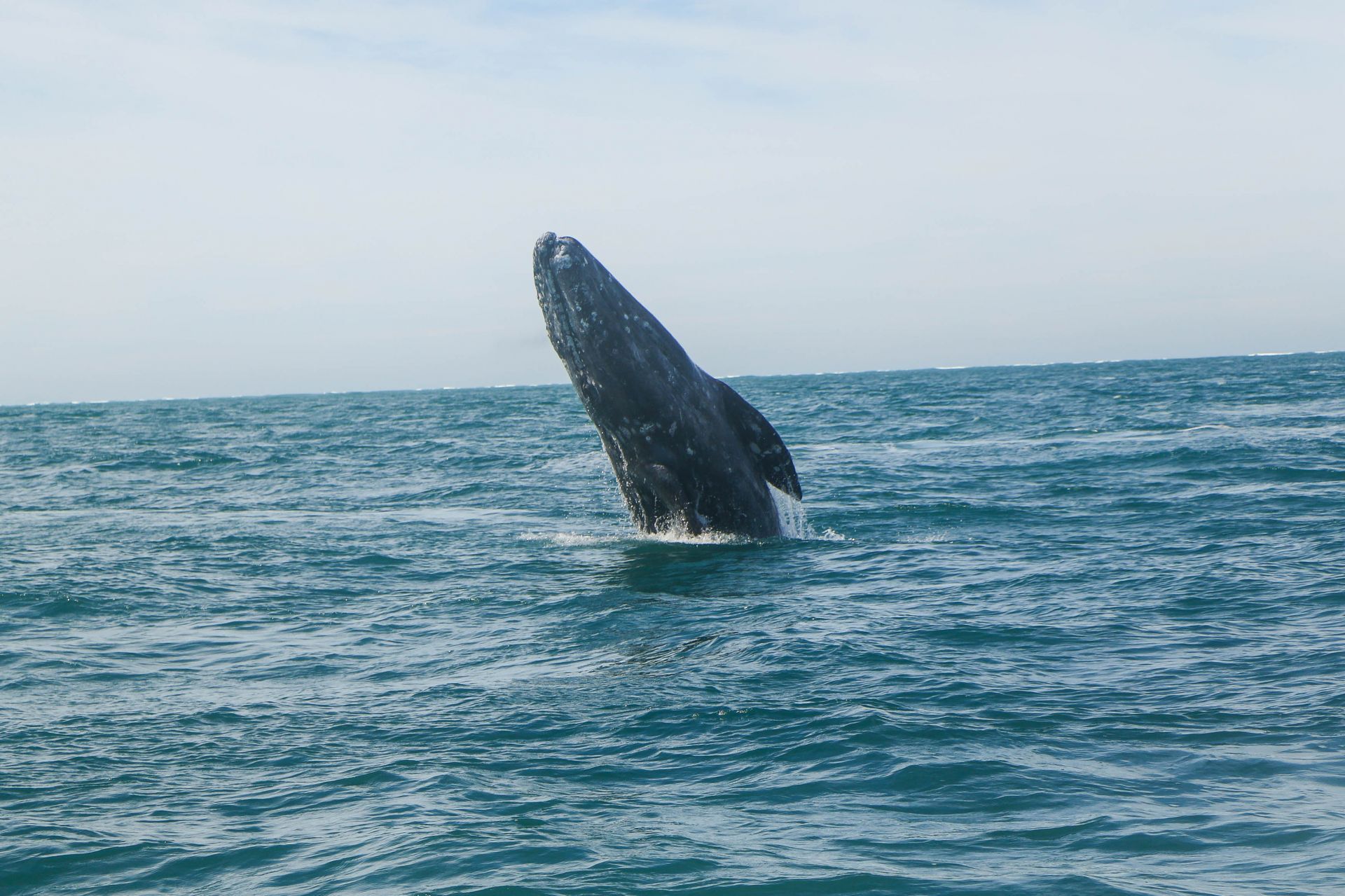 “Las ballenas van ganando”: frenan megabuques del Proyecto Saguaro “Las ballenas van ganando”: frenan megabuques del Proyecto Saguaro