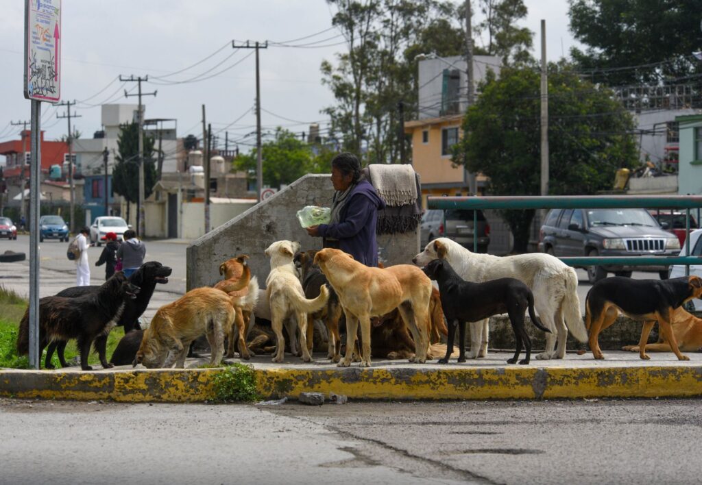 La Fiscalía del Edomex investiga a la senadora Mariela Gutiérrez por el sacrificio de 10 mil perros en Tecámac La Fiscalía del Edomex investiga a la senadora Mariela Gutiérrez por el sacrificio de 10 mil perros en Tecámac