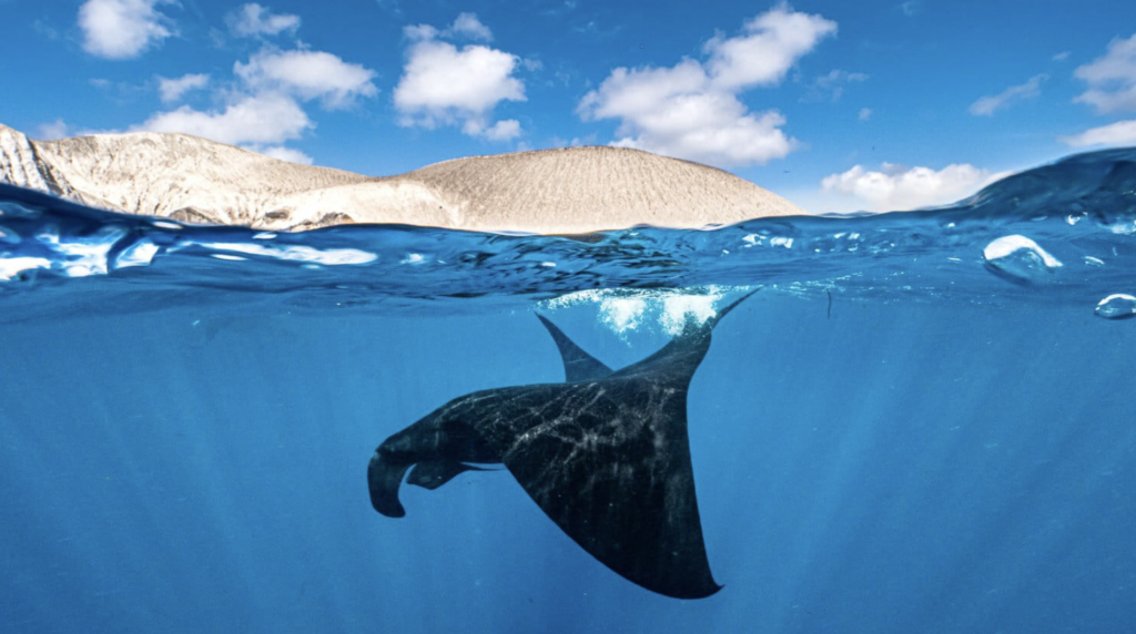 Denuncias por presunta pesca ilegal en el Parque Nacional Revillagigedo están en el aire o archivadas