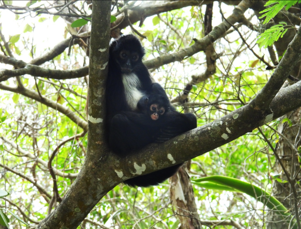 Después de treinta años de ausencia, vuelven los monos araña al oeste del Cañón del Sumidero