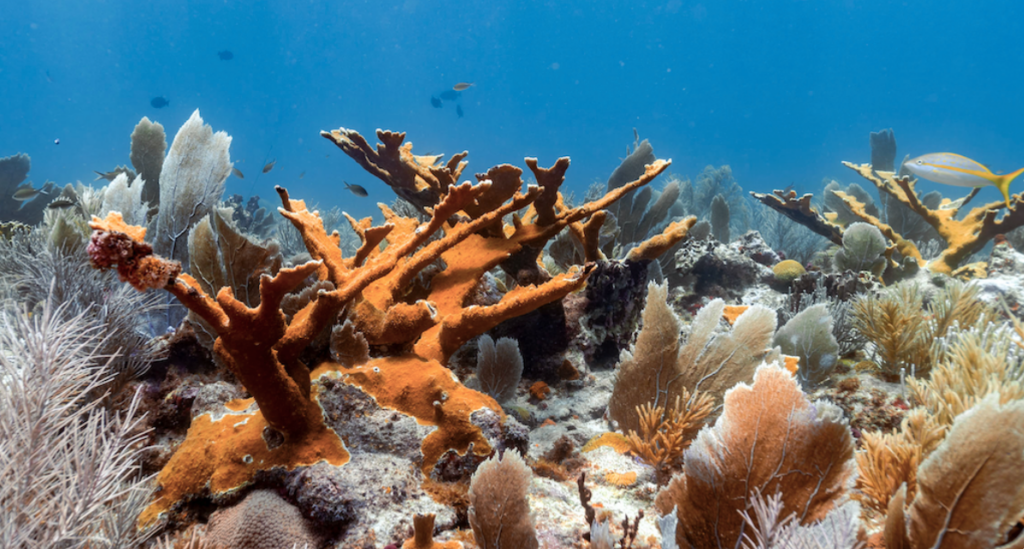 Las matronas de corales: científicas en México logran arrecifes más resistentes en sus laboratorios