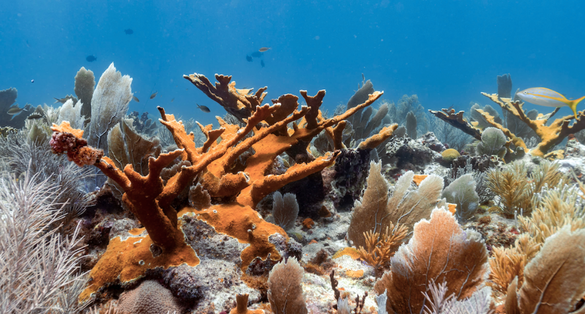 Las matronas de corales: científicas en México logran arrecifes más resistentes en sus laboratorios Las matronas de corales: científicas en México logran arrecifes más resistentes en sus laboratorios