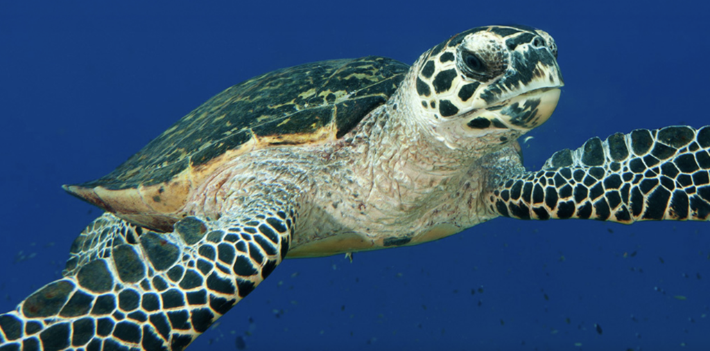 Pescadores y biólogos suman fuerzas para monitorear la tortuga carey, en peligro crítico de extinción