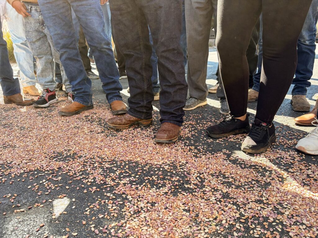La crisis del frijol escala en Zacatecas