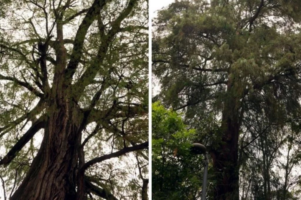 Dos ahuehuetes son reconocidos como Patrimonio Natural de la Ciudad de México