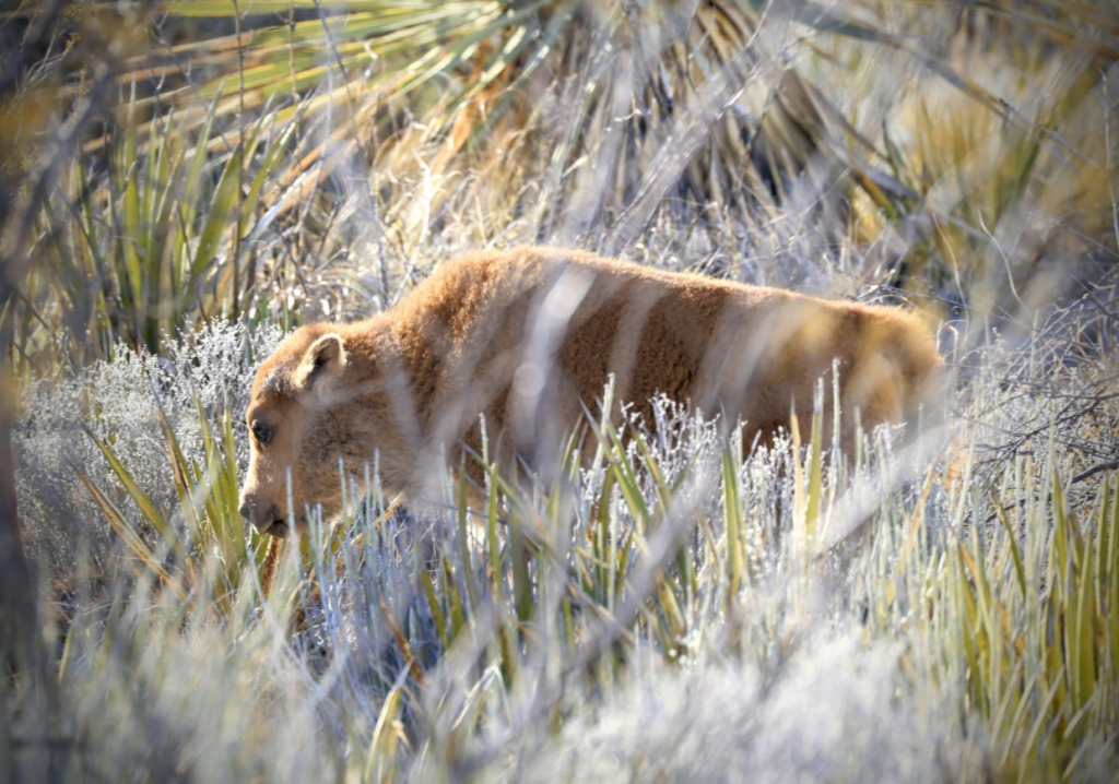 Nacen crías de bisonte en la Reserva “El Santuario”, en Coahuila