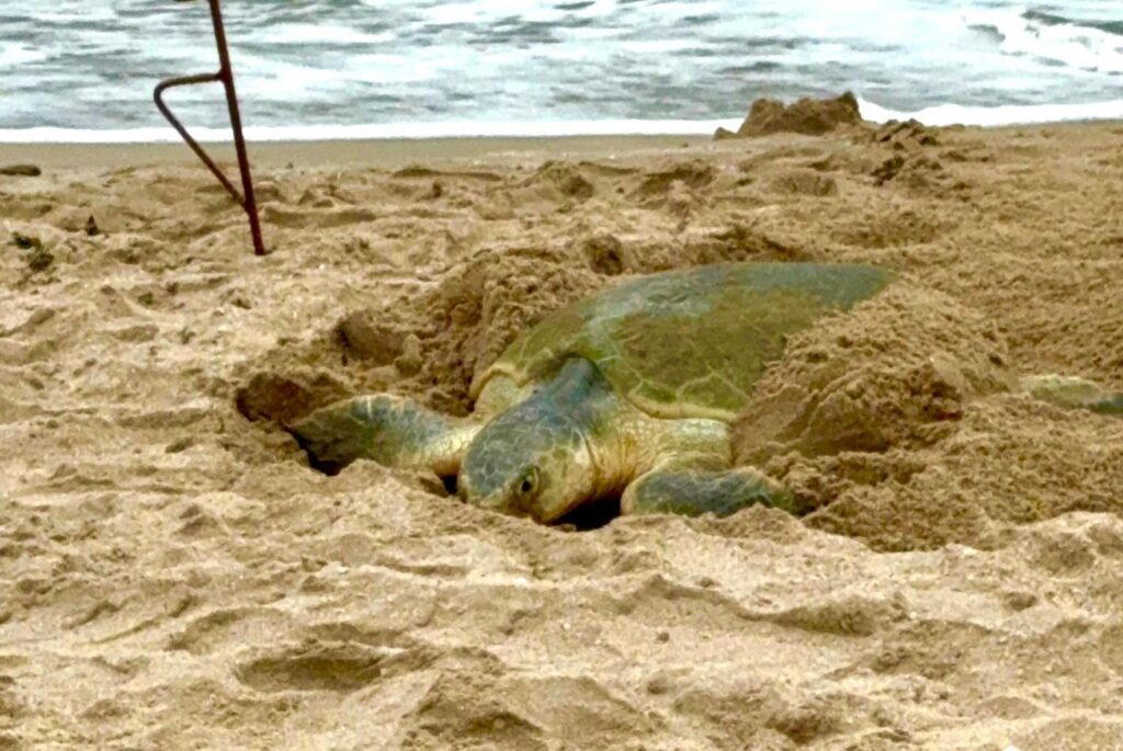 Avanza la recuperación de la tortuga lora en el litoral tamaulipeco
