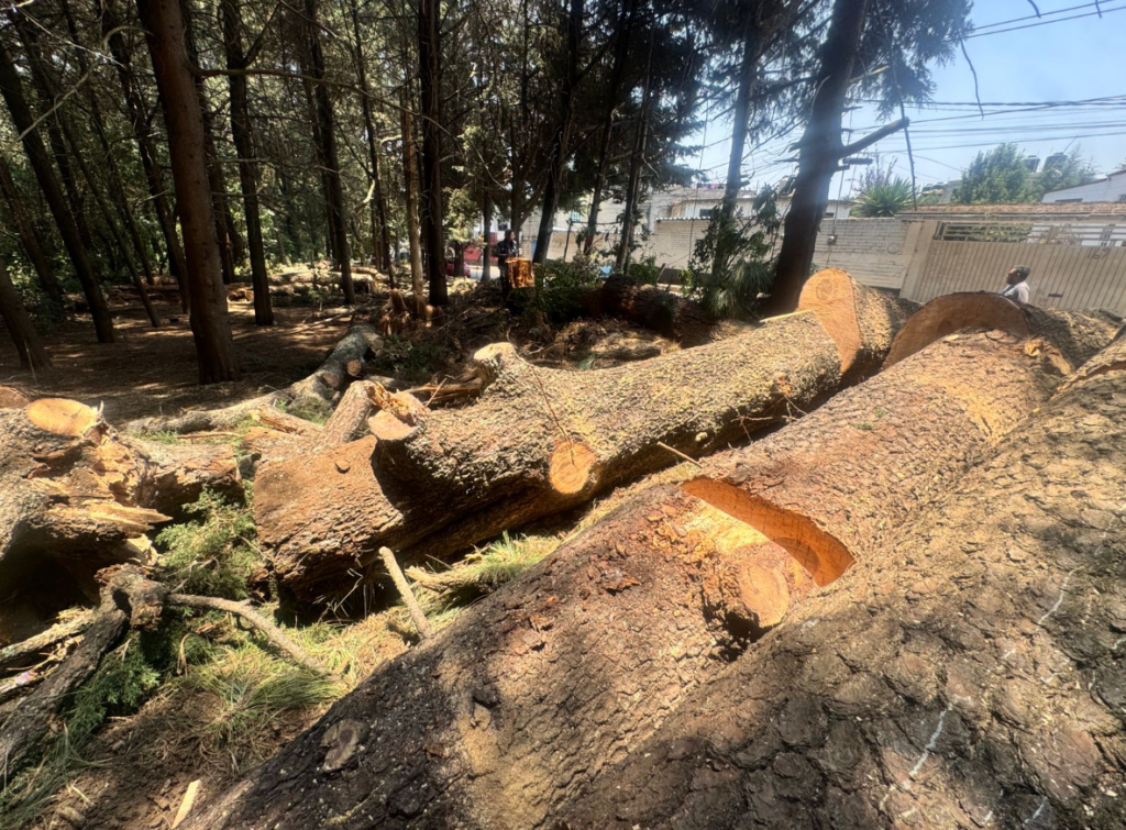 La SEDEMA impide el derribo de árboles centenarios en “El Ocotal”