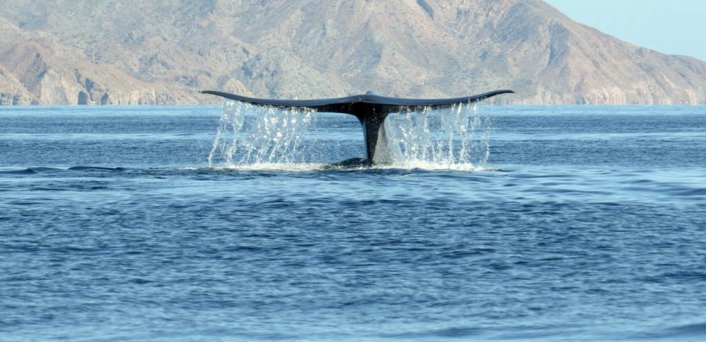 Puerto de Loreto: Sheinbaum promete corregir decreto que afecta a las ballenas y a la economía local