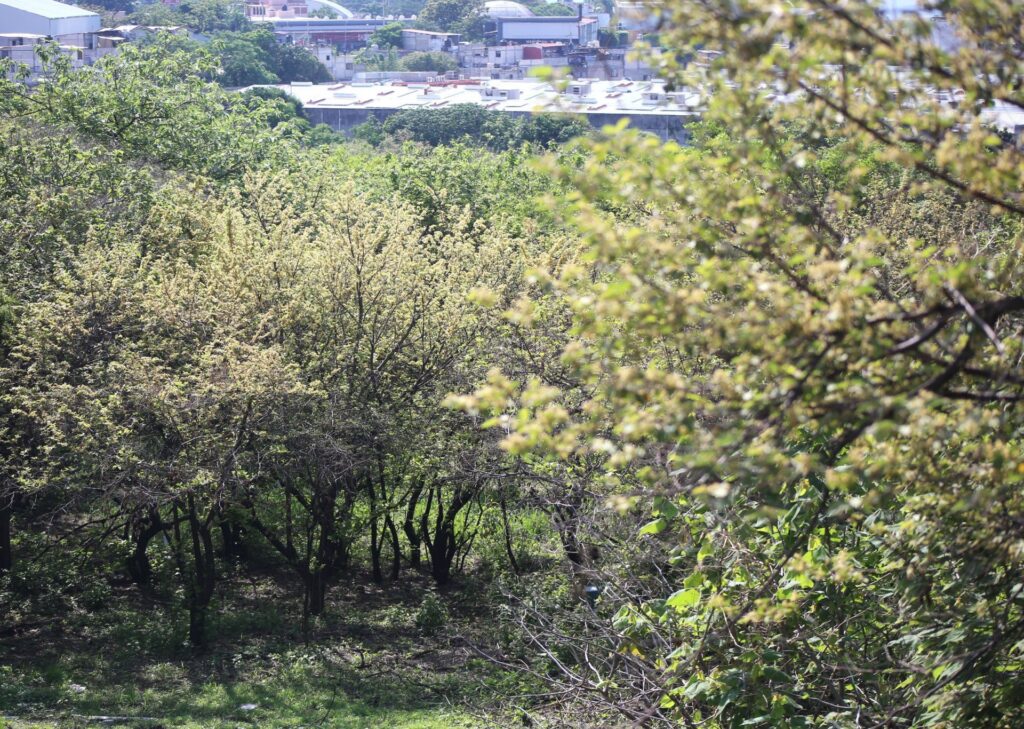 Ambientalistas y académicos piden proteger La Cazahuatera de un proyecto inmobiliario