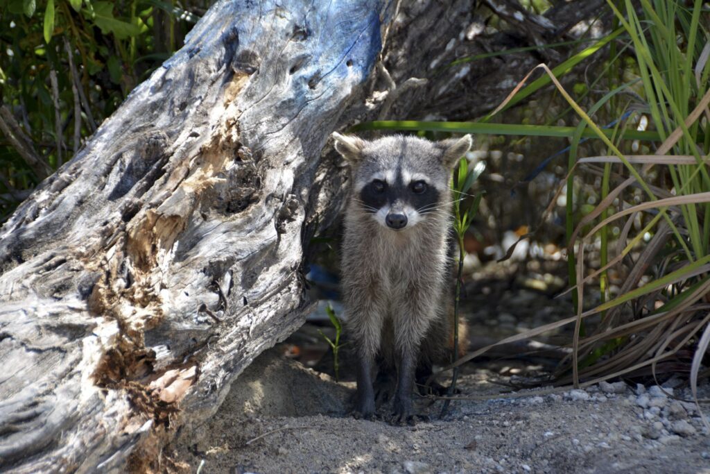 Disminuye drásticamente población de mapaches en Playa Miramar, Tamaulipas