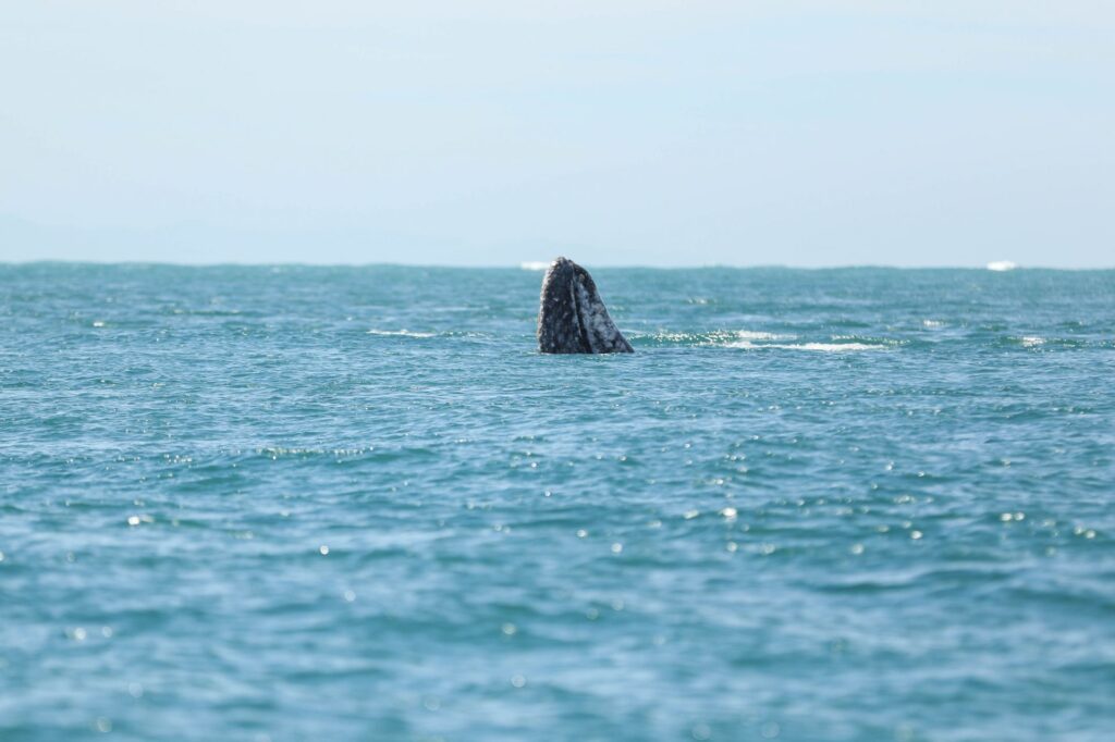 Organizaciones exigen a Semarnat declarar el Golfo de California como `hábitat crítico´ Organizaciones exigen a Semarnat declarar el Golfo de California como `hábitat crítico´