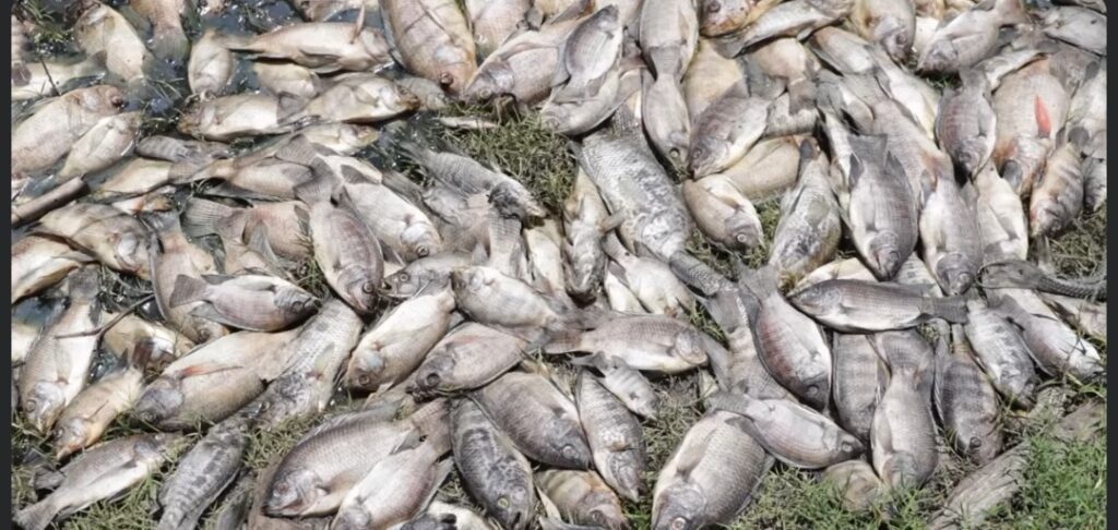 Pescadores exigen atender la mortandad de peces en la Cuenca del Papaloapan