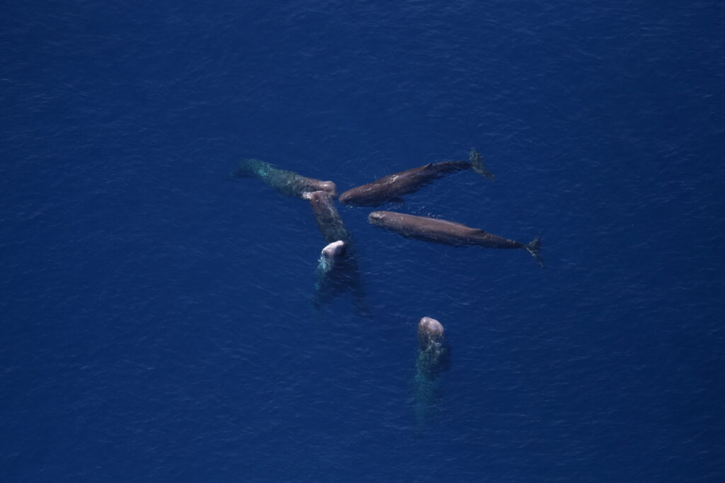 Cae 83% la población de ballenas en el Golfo de México en 10 años Cae 83% la población de ballenas en el Golfo de México en 10 años