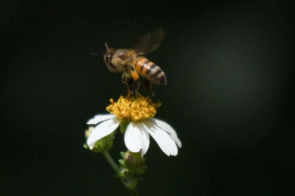 La Suprema Corte analizará el reconocimiento de las abejas como sujetos de derecho