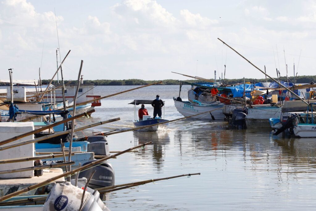 Autoridades de Celestún alertan sobre pesca ilegal de pulpo maya; piden intervención estatal y federal