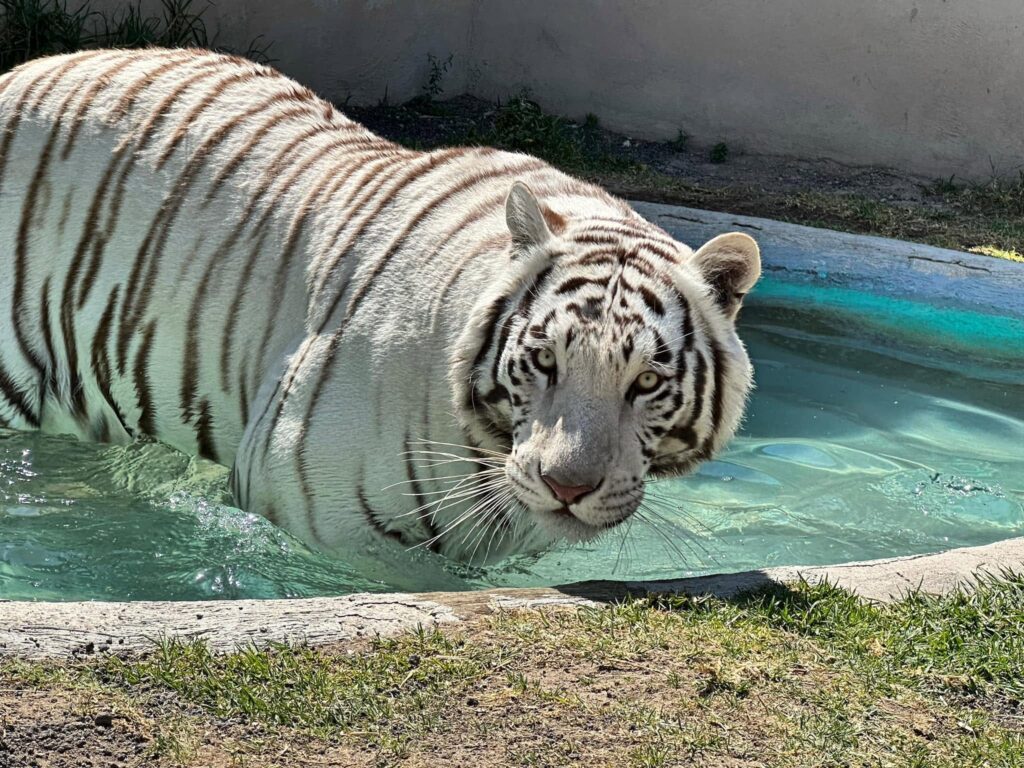 La Profepa confirma la muerte del tigre de bengala Kenzo en un operativo de captura