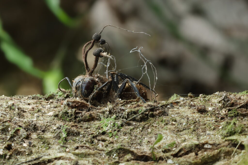 Los hongos “hormiga-zombi” también habitan en México