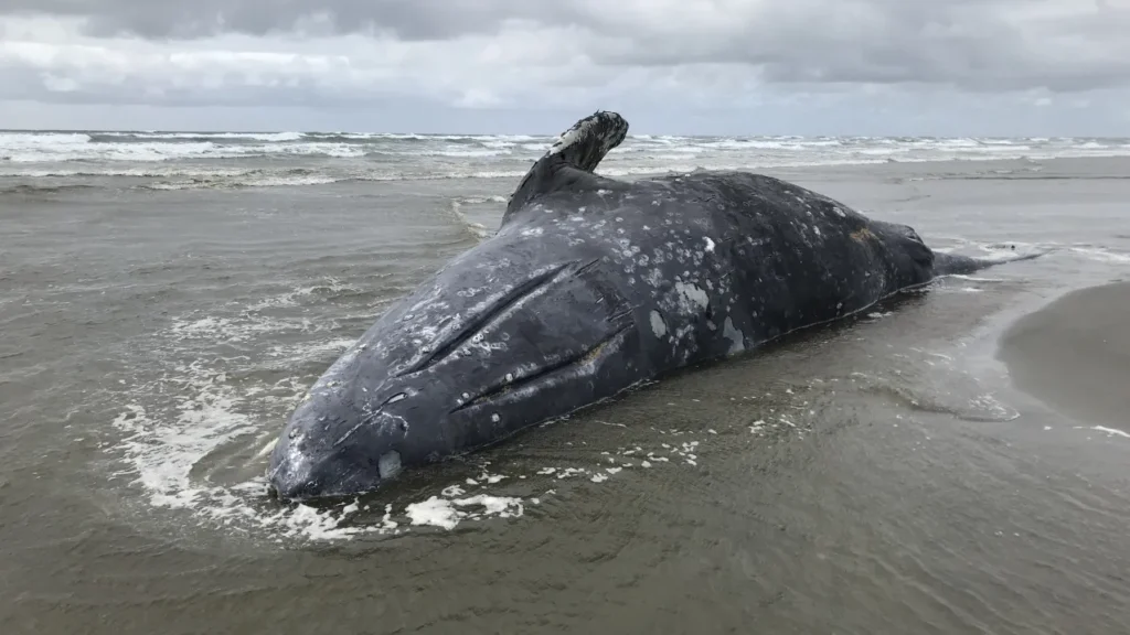 Repunta la mortalidad de ballenas grises en el Pacífico Repunta la mortalidad de ballenas grises en el Pacífico