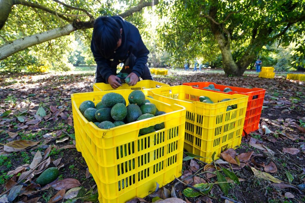 Michoacán: suspenden exportación de aguacate a Estados Unidos, es la tercera vez en 4 años Michoacán: suspenden exportación de aguacate a Estados Unidos, es la tercera vez en 4 años