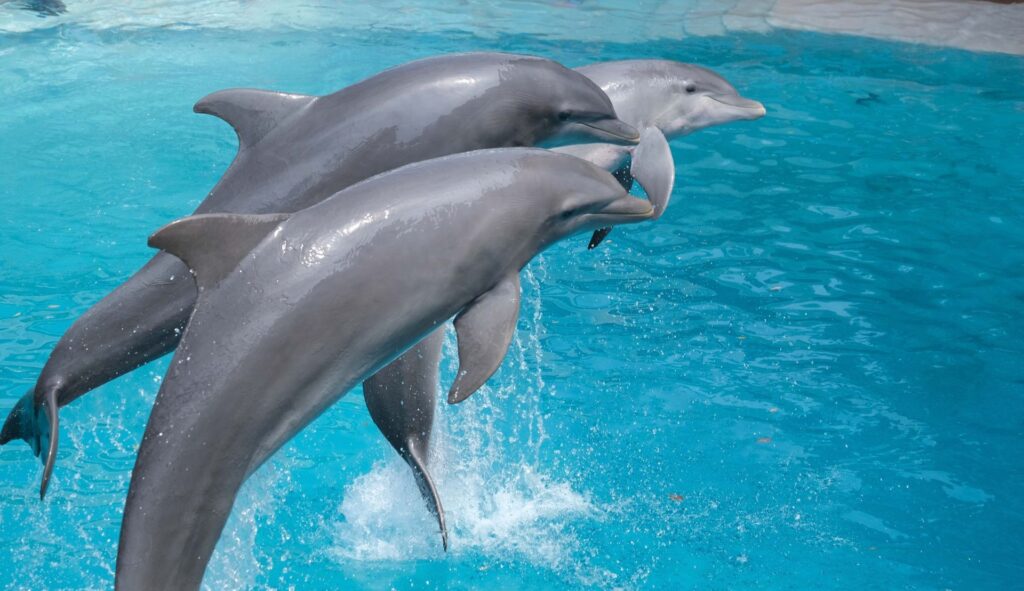 Delfines de Cancún siguen en el abandono pese a la ‘Ley Mincho’