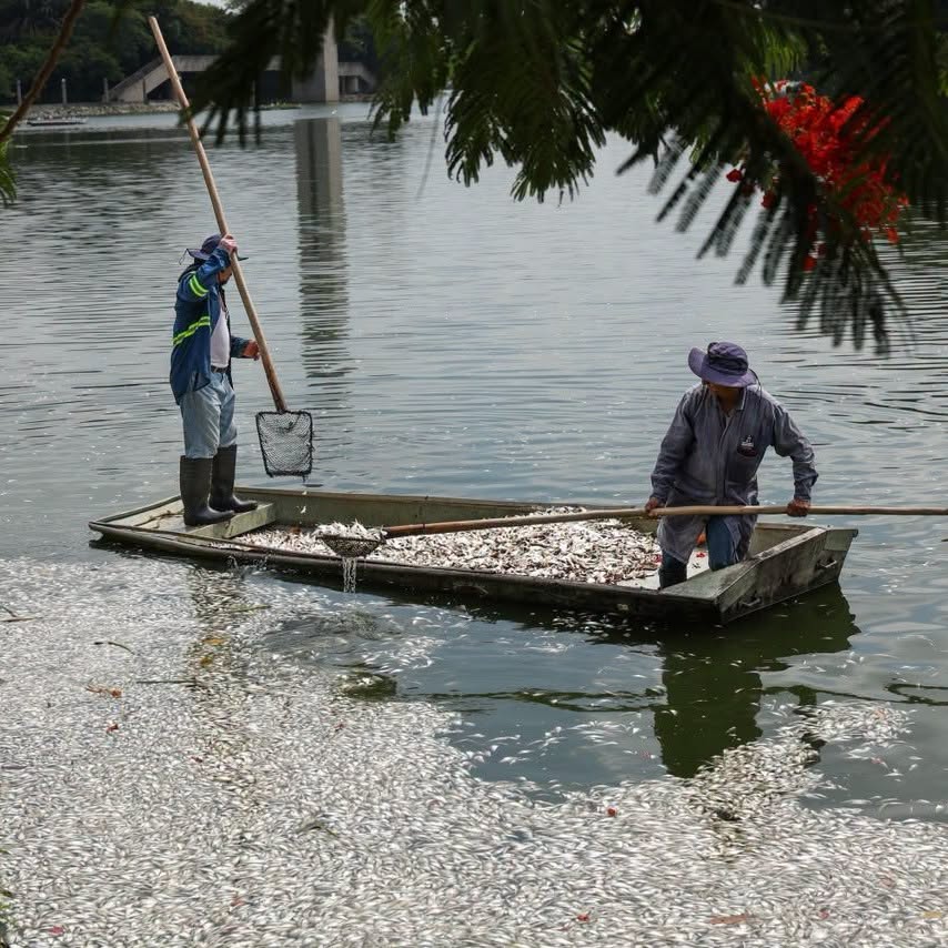 Miles de peces muertos en la Laguna de las Ilusiones: corazón natural de Villahermosa Miles de peces muertos en la Laguna de las Ilusiones: corazón natural de Villahermosa