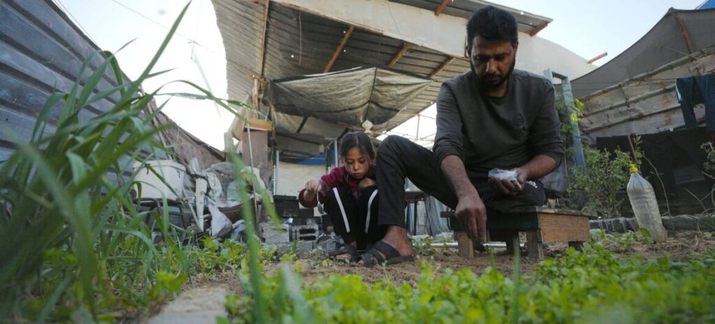 Gaza se queda sin campo: sólo el 3% de las tierras agrícolas permanece accesible y sin daños