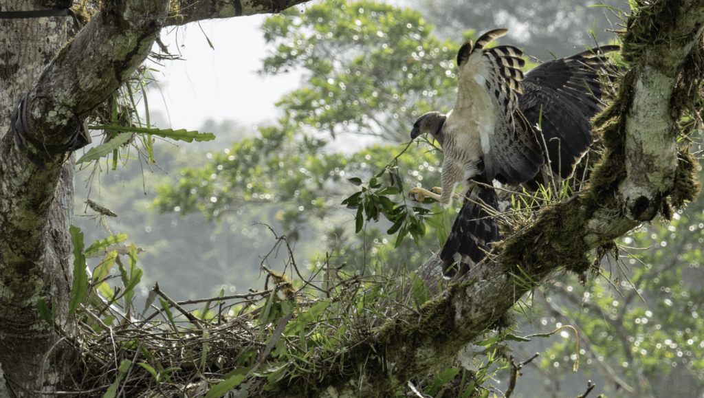 El vuelo que inquieta a las rapaces: así reaccionan estas aves ante los drones, según una década de estudios en Latinoamérica