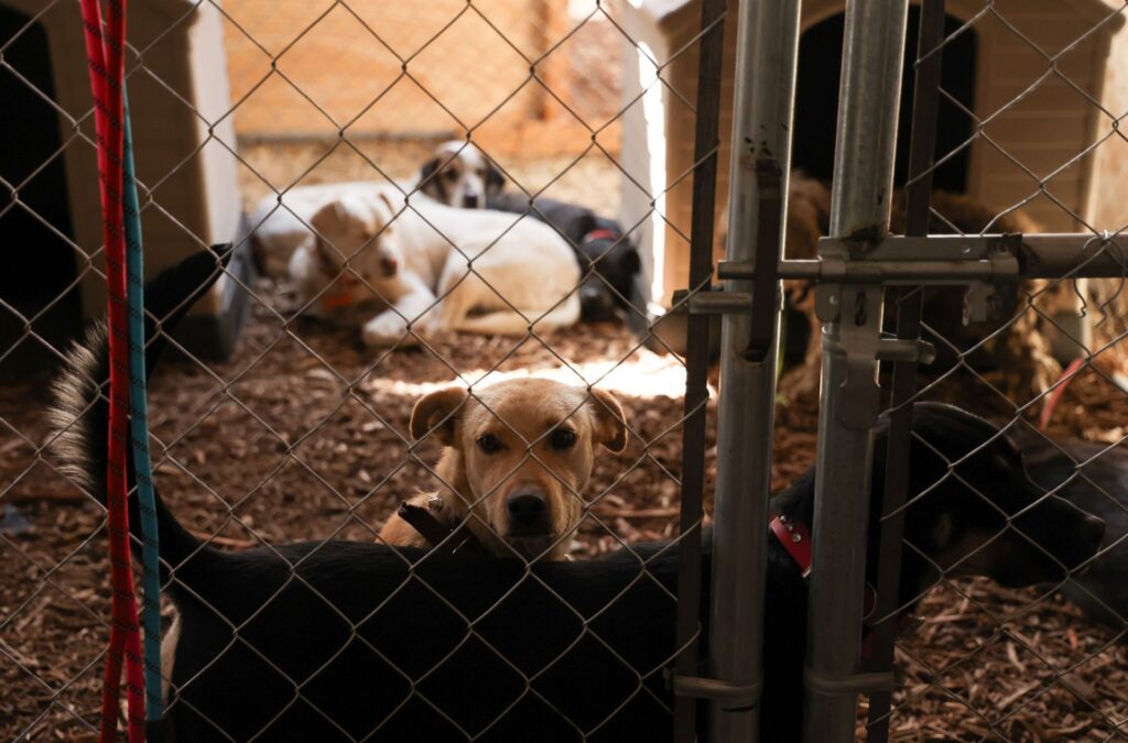 Más de 100 perritos regresan el Refugio Franciscano; habilitan plataforma para adopciones Más de 100 perritos regresan el Refugio Franciscano; habilitan plataforma para adopciones