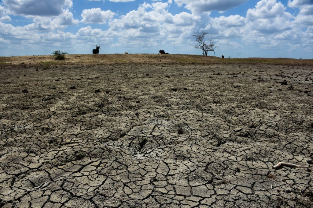 Sequía devasta 70 mil hectáreas de maíz en Campeche Sequía devasta 70 mil hectáreas de maíz en Campeche