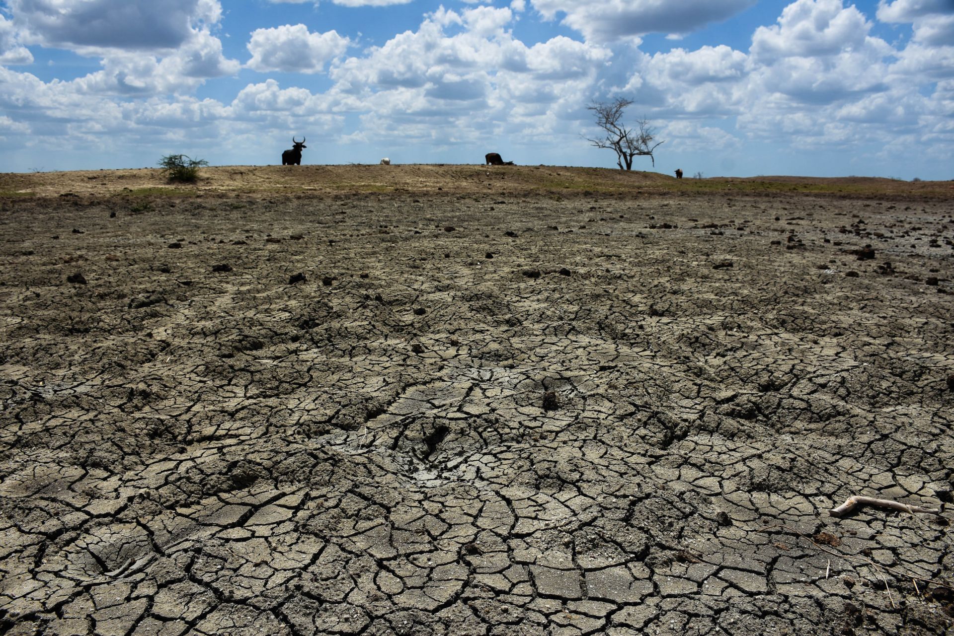 Sequía devasta 70 mil hectáreas de maíz en Campeche Sequía devasta 70 mil hectáreas de maíz en Campeche