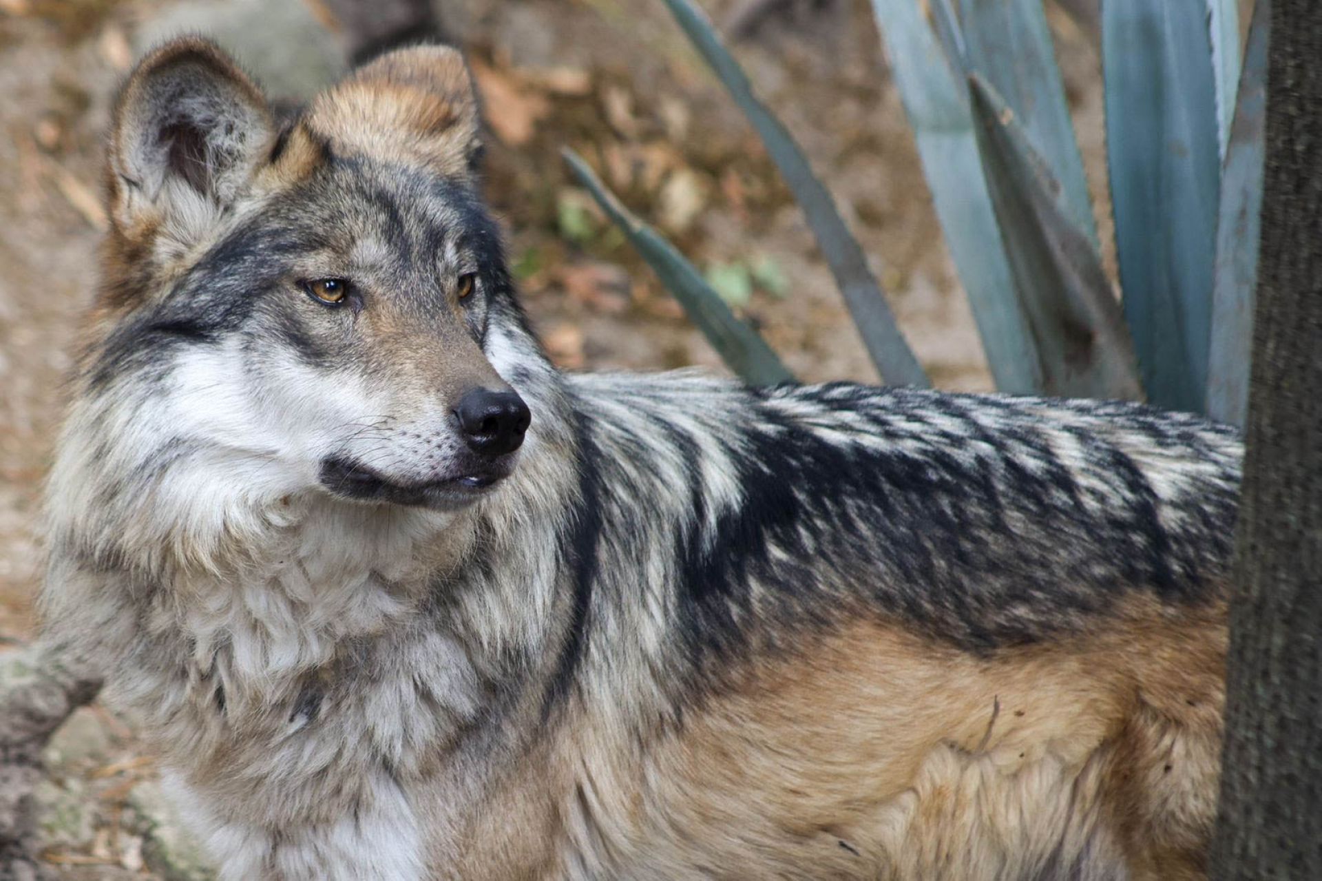 Crece rechazo contra orden de Trump para quitar protección al lobo mexicano Crece rechazo contra orden de Trump para quitar protección al lobo mexicano