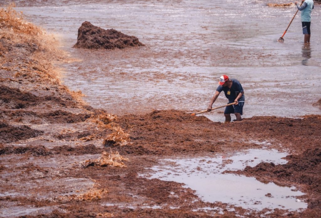 El alga que nos habla: el sargazo revela la crisis de contaminación y gestión ambiental en el Caribe mexicano 