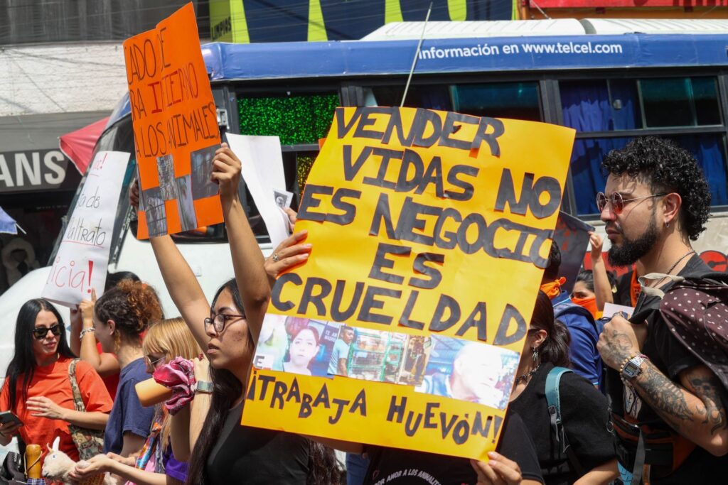 Se han recibido 203 reportes por crueldad animal en prácticas esotéricas en tres años: Consejo Ciudadano Se han recibido 203 reportes por crueldad animal en prácticas esotéricas en tres años: Consejo Ciudadano