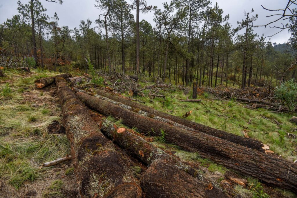 Senado aprueba por unanimidad ley contra la deforestación