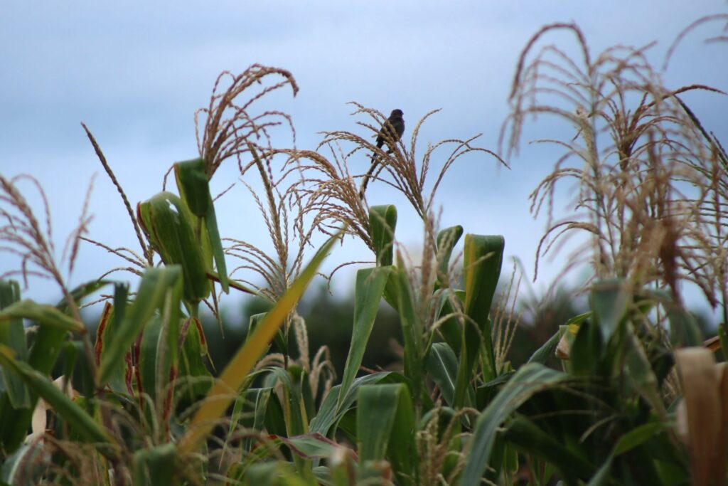 Los diez datos clave de la Encuesta Nacional Agropecuaria 2025