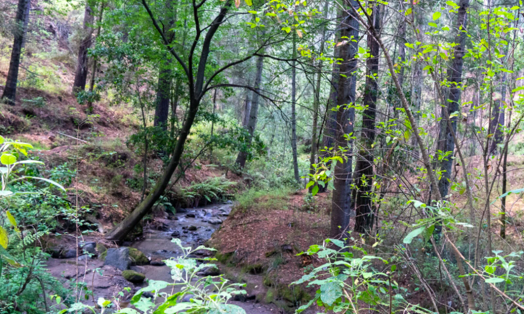 Organizaciones cuestionan inversión millonaria en elRío Atoyac: no ataca el origen