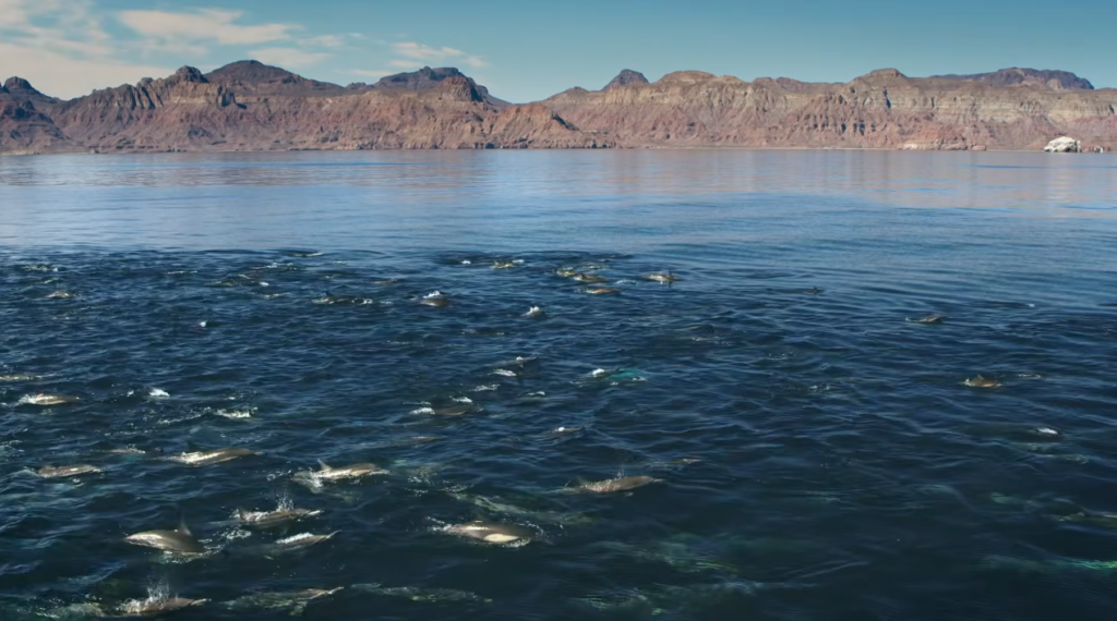 Lanzan el documental “¿Ballenas o Gas?”; Jane Fonda y Ximena Sariñana urgen a detener ya megaproyectos de gas
