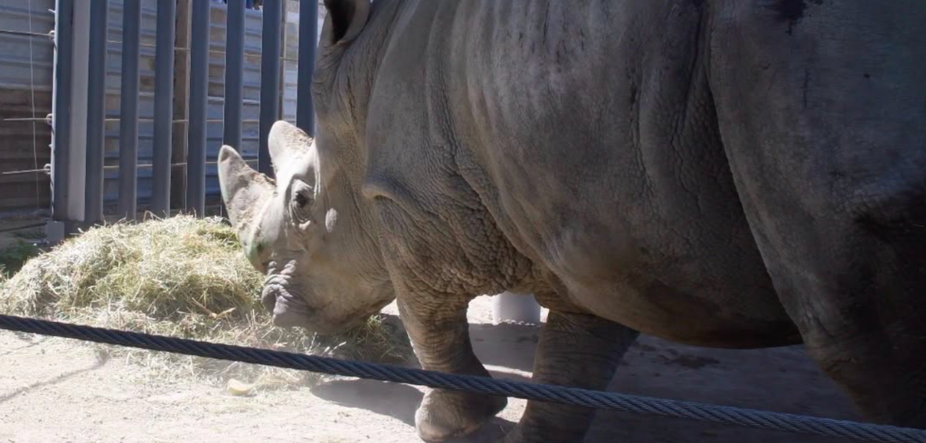 Manada de rinocerontes blancos llega a Jalisco para conservación