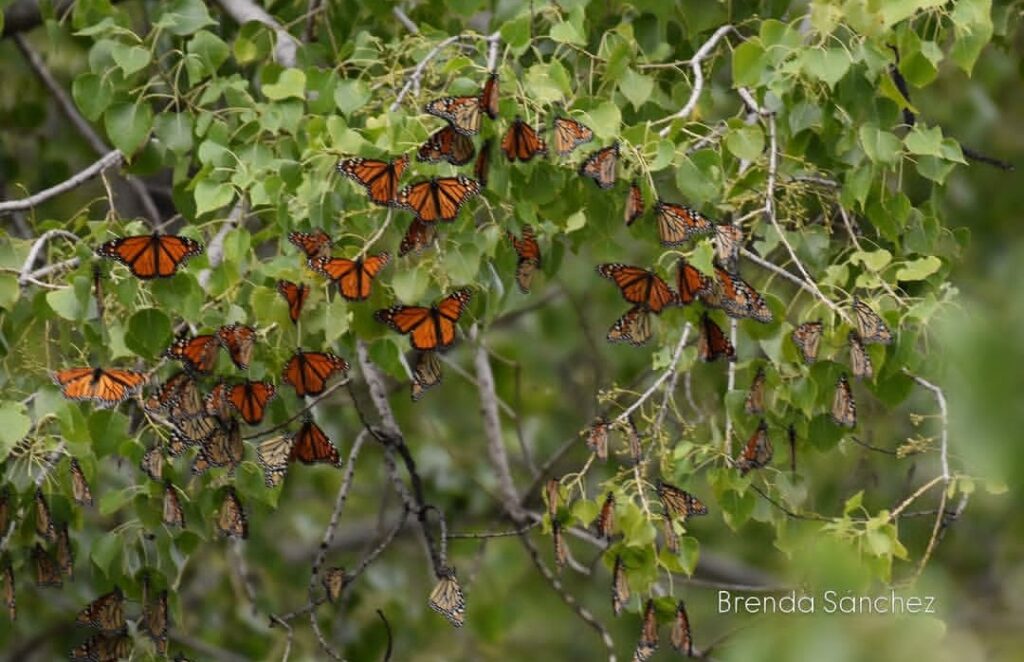 El viaje de la mariposa monarca avanza por México El viaje de la mariposa monarca avanza por México