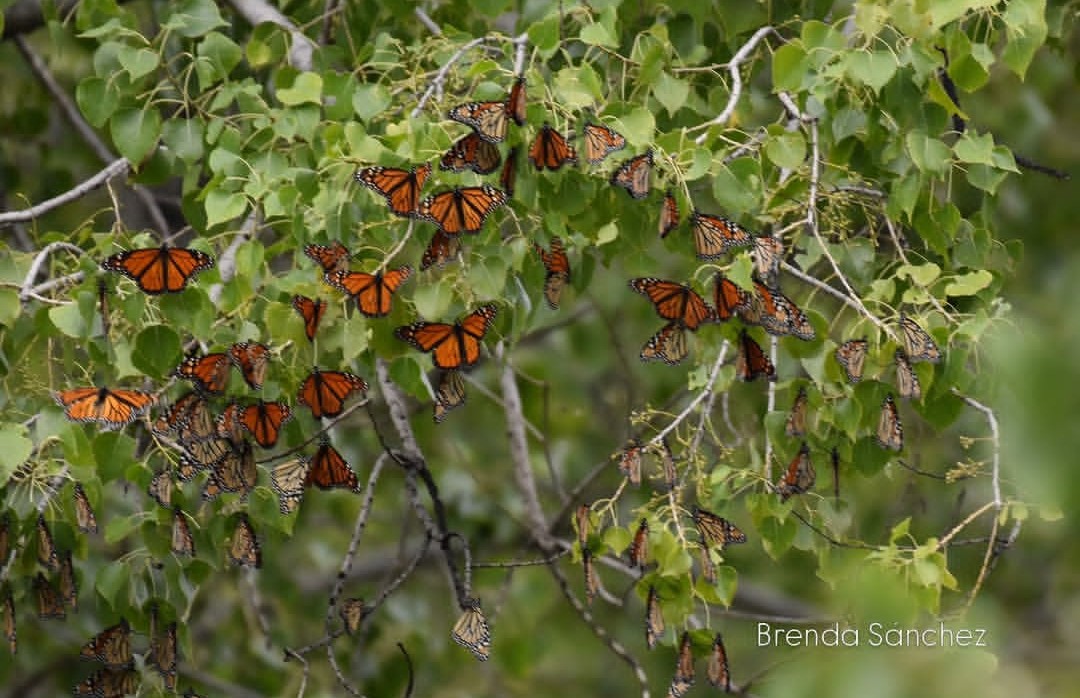 El viaje de la mariposa monarca avanza por México El viaje de la mariposa monarca avanza por México
