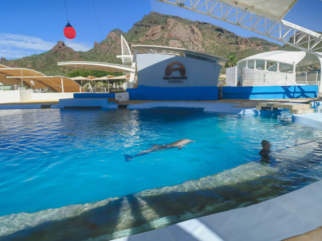La delfina Moana murió por traumatismo, revela la Profepa