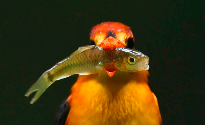 WWF: se pierde 73% de biodiversidad de fauna silvestre en medio siglo WWF: se pierde 73% de biodiversidad de fauna silvestre en medio siglo